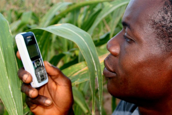 African man on phone in field